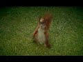 Squirrel doing a headspin