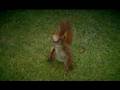Squirrel doing a headspin