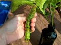 Hickory Horned Devil Caterpillar (part 2)