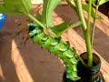 Hickory Horned Devil Caterpillar (part 2)