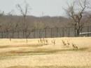 Antelope Antelope