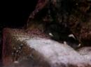 neolamprologus brichardi albino http://cmcas.com.br/forum
