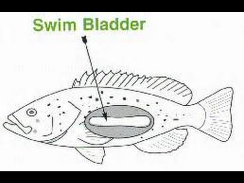 how to cure swim bladder