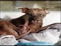 world  cryptozoology  &  ghost  &  ufos  pictures  PARANORMAL WORLD