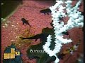 BB10 Michelle & Ape taking a bath talking 'bout Dan! Part 1