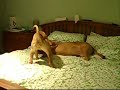Shar-Pei Vs Mastiff..... THE REMATCH!! Shar-Pei Vs Mastiff..... THE REMATCH!!
