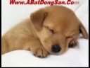 Very Funny Dogs Part 1