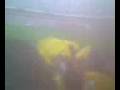 Kachi porra pin pon porra aguilas ame vs gatas