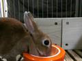 うさぎのココさん、メロンを食す