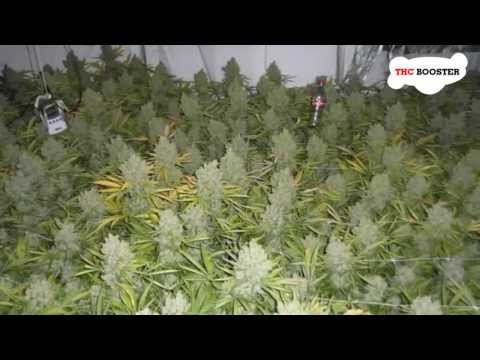 how to fertilize flowering cannabis