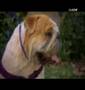 Encantador de Perros vs Bulldog Inglés parte 3