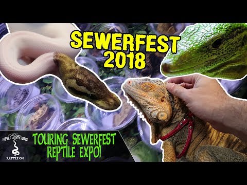 YouTube reptile video