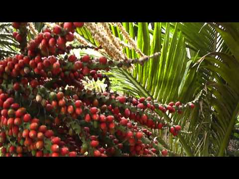 how to transplant nikau palm