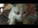 Munchkin Kitten