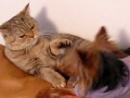 Click here to watch this video shorthair Катя и yourkie Маня