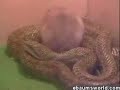Friendly Snake Friendly Snake