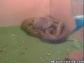 Friendly Snake