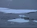Orca Attack Seal with Waves - Preview