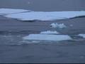 Orca Attack Seal with Waves - Preview