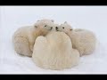 Churchill Manitoba
