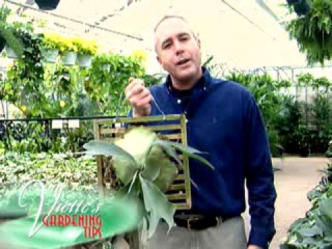 how to transplant staghorn fern