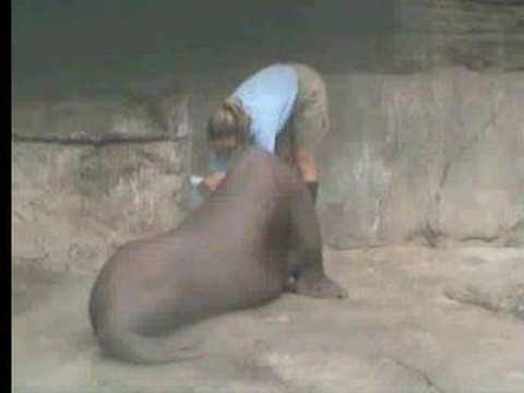 Nereus the walrus