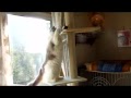 最近のポポ