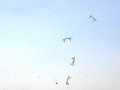 The FLIC - Revolution Kite demo (2002)