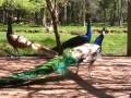 Peacocks making noise
