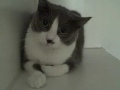 videos de Bebe