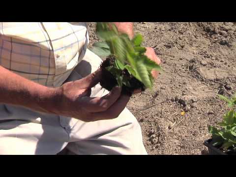 how to replant blackberries