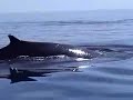 Pleasant Bay whales