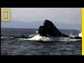 Herring Hazards