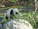 My name is Yang Yang!
