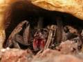 Aranha Lycosa