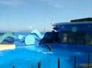 Ocean Park Dolphin Show