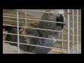 Sparky dancing and singing Greatest talking parrot(as seen on Tv)