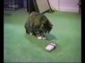 videos de Animais engraçados . . .