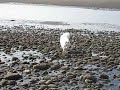 Frolicking on Homer Spit