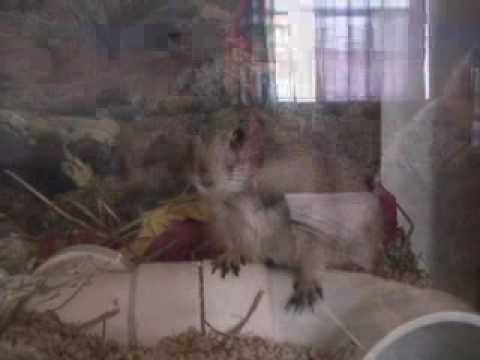 Drama Prairie dog kung fu