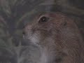 Prairie dog kung fu
