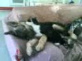 Rappy & Patatix/Paralina SI COCCOLANO