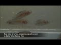 Altolamprologus calvus (Black) Altolamprologus calvus (Black)