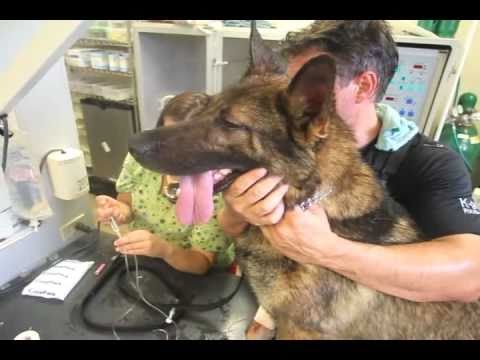 K9 - While searching for robbery suspects in a Central Florida heat index which hovered above 100 degrees, two K-9 units needed to be rushed to an animal hospital...