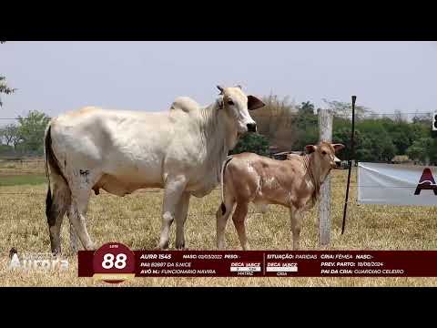 4� De Olho na Fazenda - NELORE AURORA participa��o Chico Paulic�ia