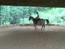 retraining therearing horse pt1 retraining therearing horse pt1