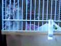 prison-break-hamster