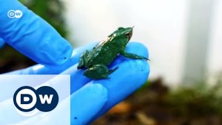 Chile: Saving Darwin’s frog
