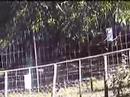 Old Tusker vs Baby Cheetah