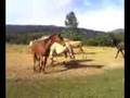 My new horse Image meeting the other horses